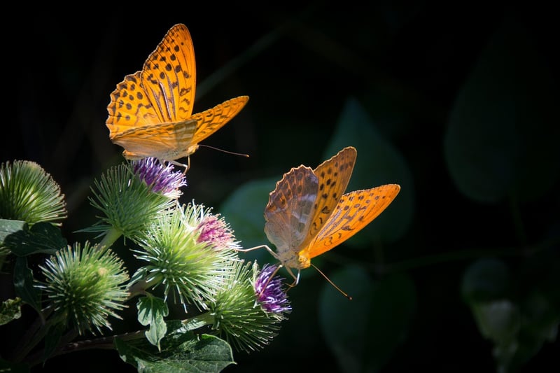 Butterfly Effect Narratives